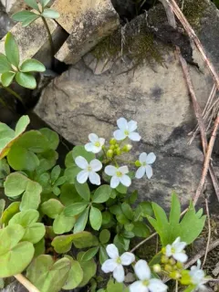 Cardamine rupicola thumbnail 3