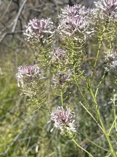 Telescoping Mustard thumbnail 3