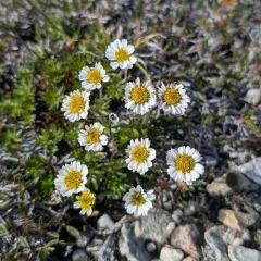 Entireleaf Daisy thumbnail 3
