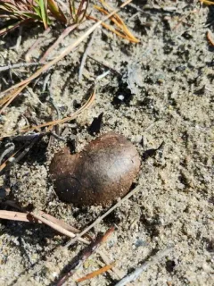 Rhizopogon nigrescens thumbnail 2