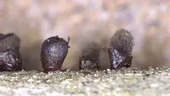 Lamproderma zonatum thumbnail 3