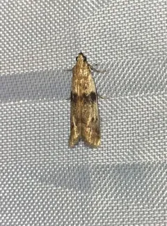 Black-banded Homoeosoma Moth thumbnail 4