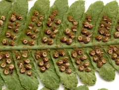 Borrer's Male-fern thumbnail 2