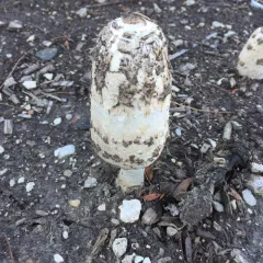 Shaggy Mane thumbnail 5