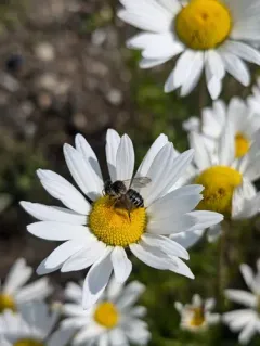 Megachile lapponica thumbnail 2