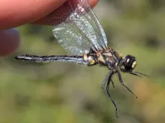 Canada Whiteface thumbnail 2