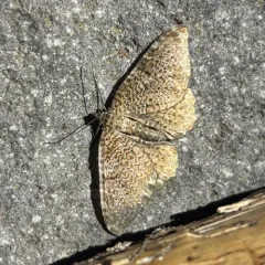 scallop shell moth thumbnail 4