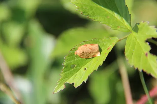 Obsolete-banded Leafroller Moth