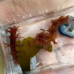 Bushy-backed Nudibranch thumbnail 4