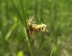 Torrey's bulrush thumbnail 4