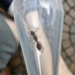 Bicolored Pennant Ant thumbnail 4