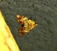 Dimorphic Macalla Moth thumbnail 4