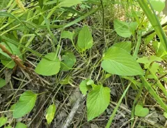primrose-leaved violet thumbnail 4