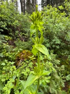 Great Yellow Gentian thumbnail 2