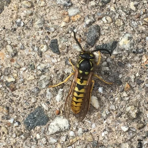 German Yellowjacket
