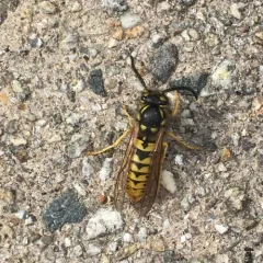 German Yellowjacket thumbnail 1