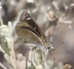 Mojave Sootywing thumbnail 3