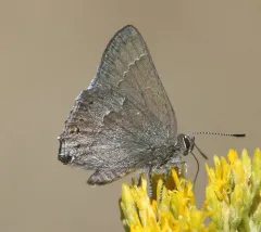 Mountain Mahogany Hairstreak thumbnail 3