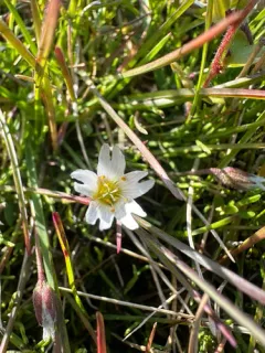 Starwort Mouse-ear thumbnail 1