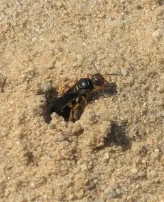 Cerceris bicornuta thumbnail 4