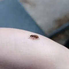 Clover root weevil thumbnail 2