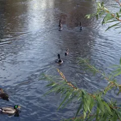 Mallard thumbnail 4