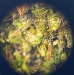 Lesser Notchwort thumbnail 4