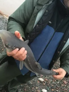 Spiny Dogfish thumbnail 2