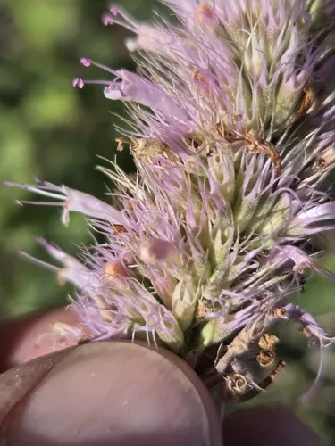 small-leaved horsemint