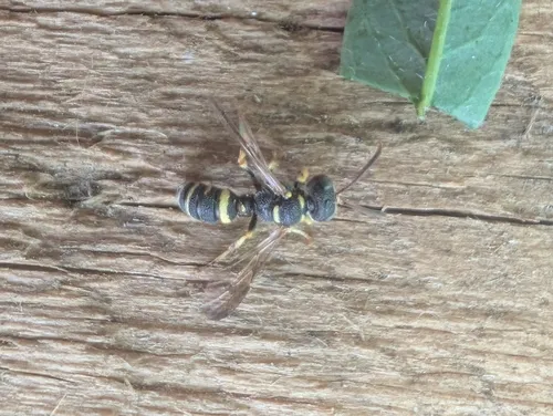 Cerceris kennicottii