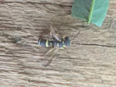 Cerceris kennicottii thumbnail 1