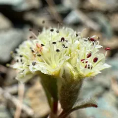 Pyrola-leaf Buckwheat thumbnail 4