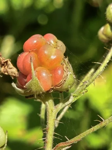Dissenting Bristleberry