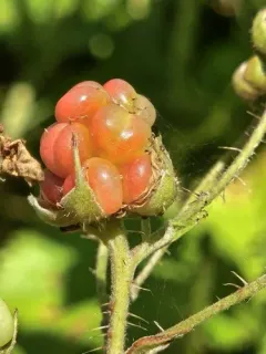 Dissenting Bristleberry thumbnail 1