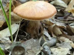 Cortinarius quercophilus thumbnail 4