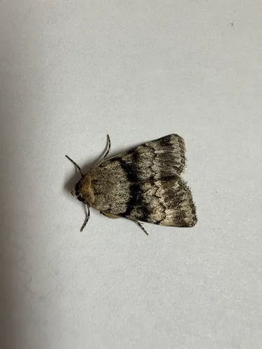 Sympistis extremis