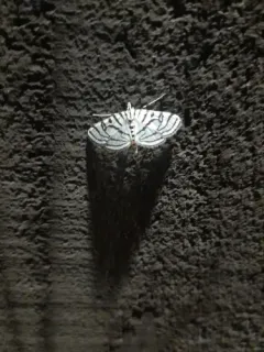 Zebra Conchylodes Moth thumbnail 3