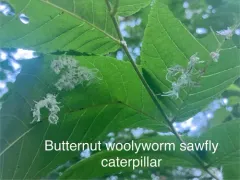 Butternut Woollyworm Sawfly thumbnail 4