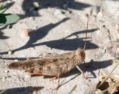 Mottled Sand Grasshopper thumbnail 3