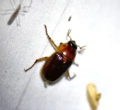 Northern Masked Chafer thumbnail 4