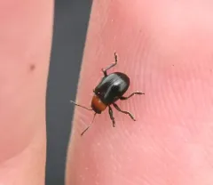 Paria thoracica thumbnail 4