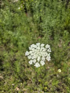 Bullwort thumbnail 2