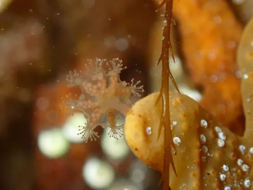Haliclystus salpinx