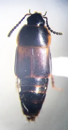 Tachinus fumipennis thumbnail 4