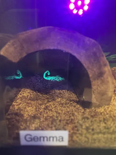 Dune Scorpion