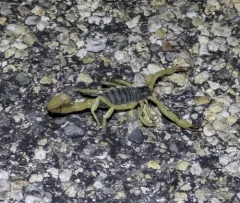 Black Hairy Scorpion thumbnail 4