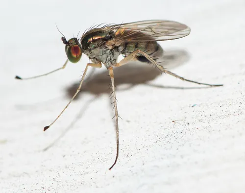 Dolichopus laciniatus