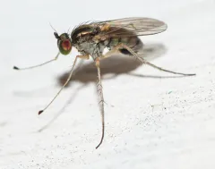Dolichopus laciniatus thumbnail 1
