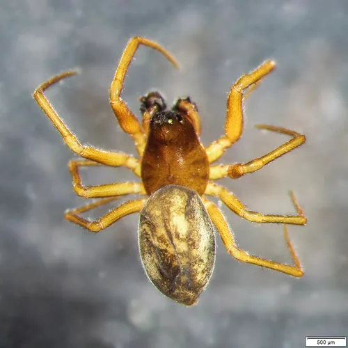 Grammonota angusta