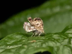 Peacock Brenthia Moth thumbnail 4